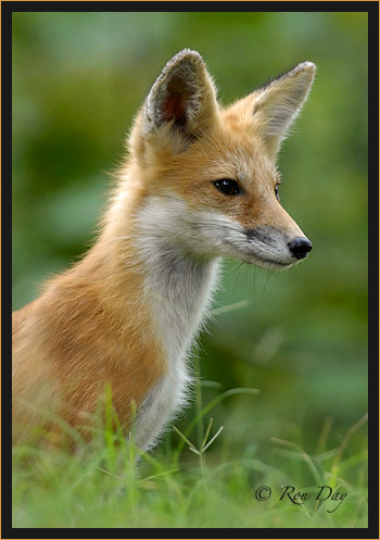 Red Fox (Vulpes vulpes)